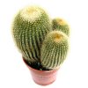 Notocactus_leninghausii